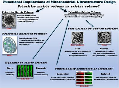 The Functional Impact of Mitochondrial Structure Across Subcellular Scales